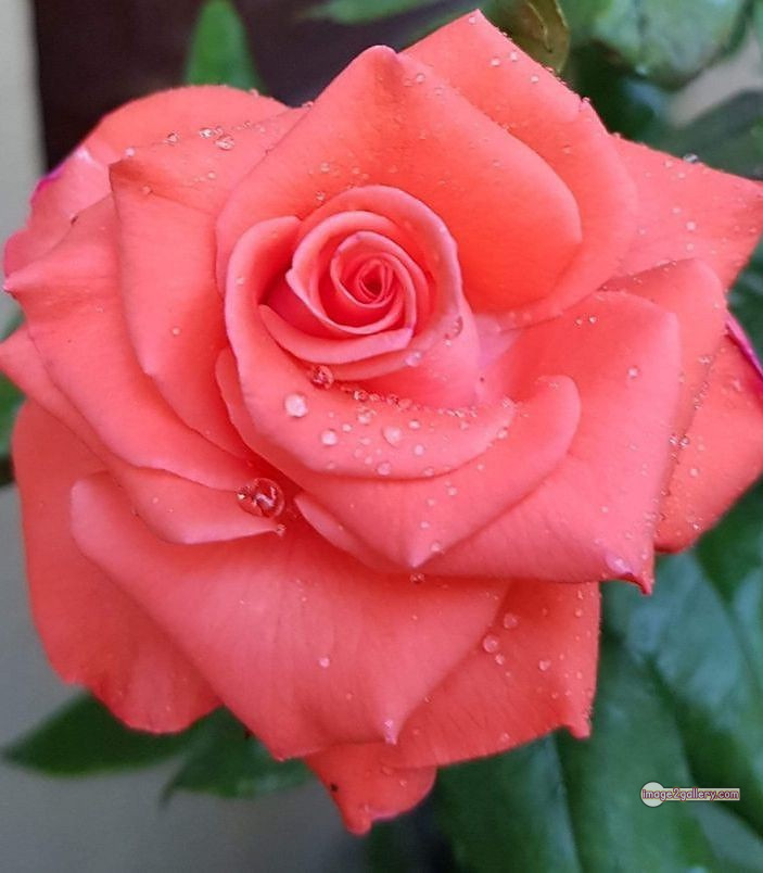 3300+ Beautiful Rose Flowers Image | Rose Flower HD Pic Download | 138 saffron and rose -(6)