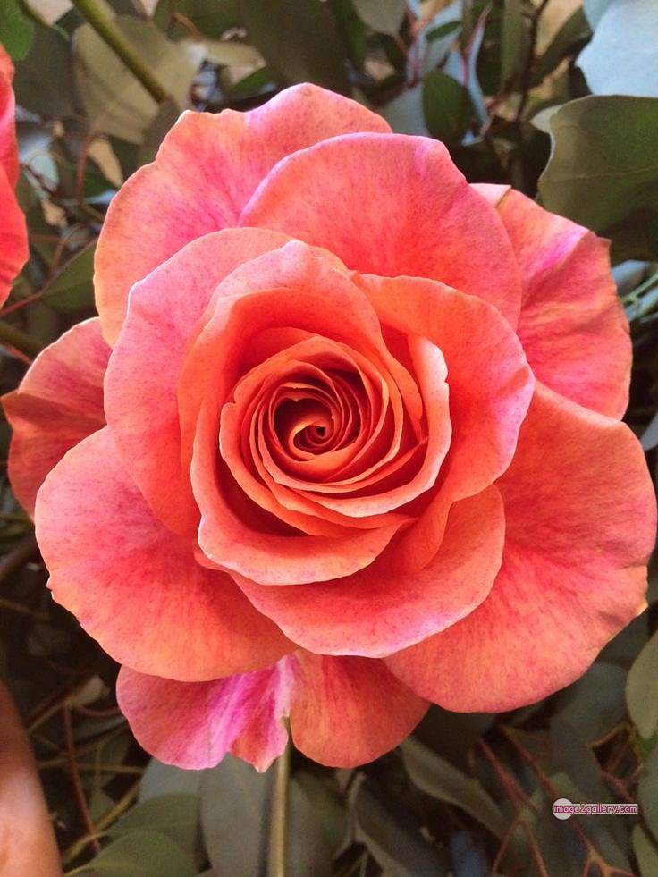 3300+ Beautiful Rose Flowers Image | Rose Flower HD Pic Download | 1950 saffron and rose -(60)