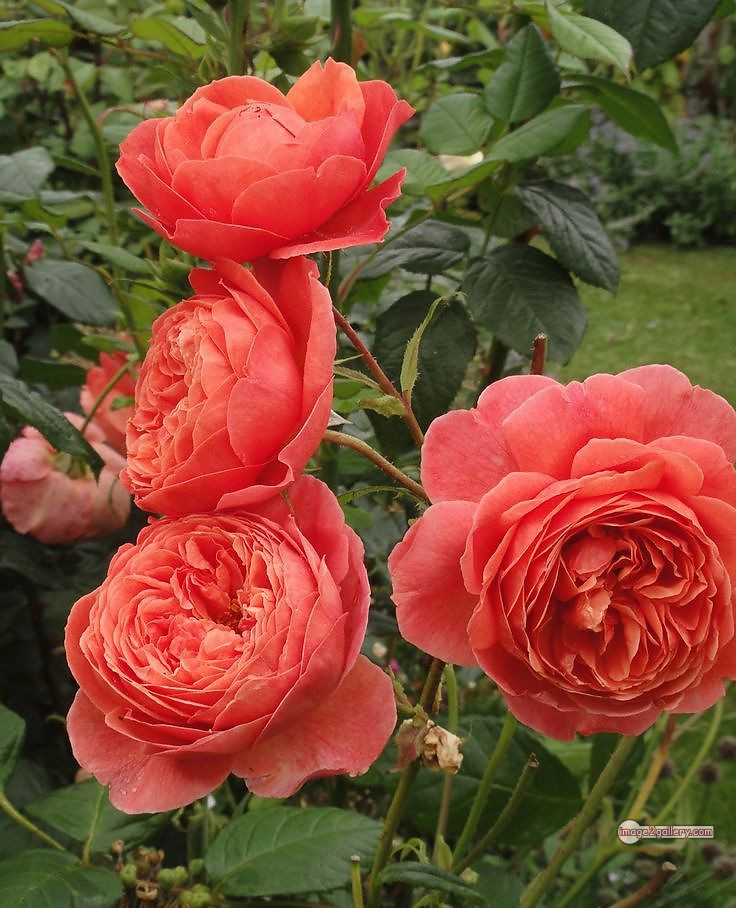 3300+ Beautiful Rose Flowers Image | Rose Flower HD Pic Download | 486 saffron and rose -(61)