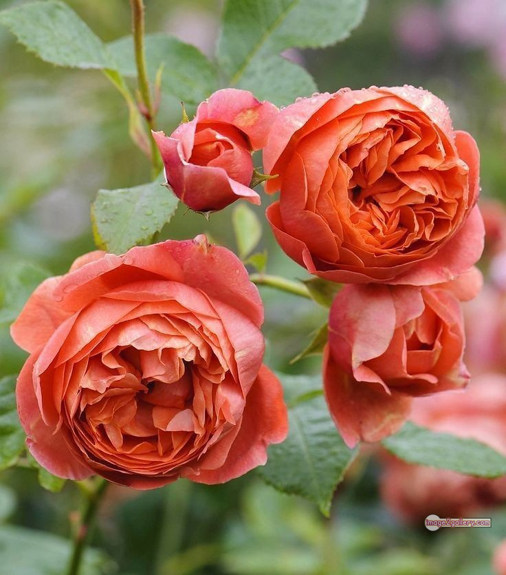3300+ Beautiful Rose Flowers Image | Rose Flower HD Pic Download | 64 saffron and rose -(65)