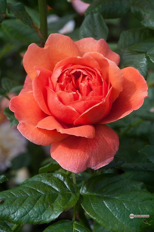 3300+ Beautiful Rose Flowers Image | Rose Flower HD Pic Download | 2021 saffron and rose -(66)
