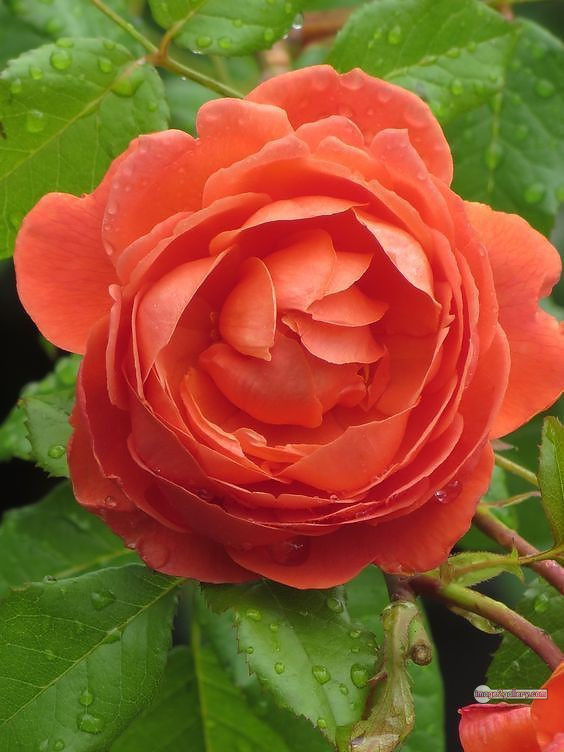 3300+ Beautiful Rose Flowers Image | Rose Flower HD Pic Download | 352 saffron and rose -(67)