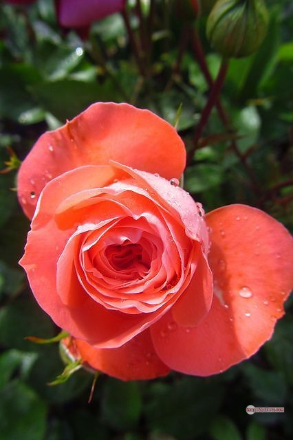 3300+ Beautiful Rose Flowers Image | Rose Flower HD Pic Download | 196 saffron and rose -(68)