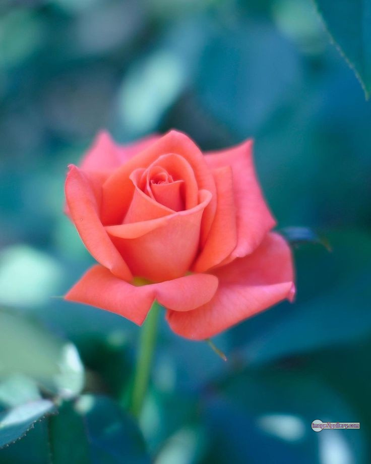 3300+ Beautiful Rose Flowers Image | Rose Flower HD Pic Download | 301 saffron and rose -(7)