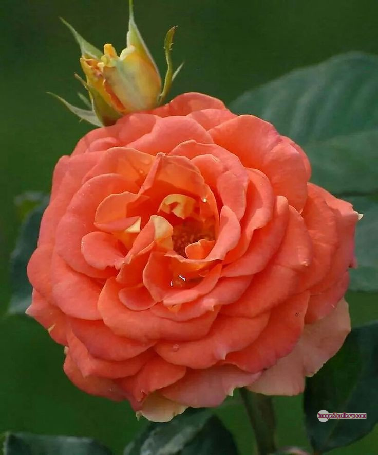 3300+ Beautiful Rose Flowers Image | Rose Flower HD Pic Download | 1541 saffron and rose -(70)