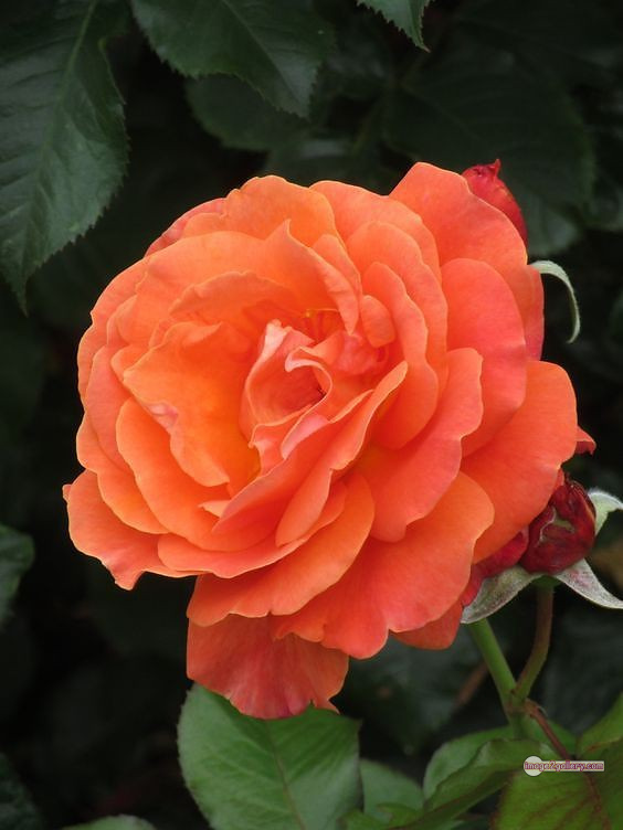 3300+ Beautiful Rose Flowers Image | Rose Flower HD Pic Download | 1949 saffron and rose -(71)