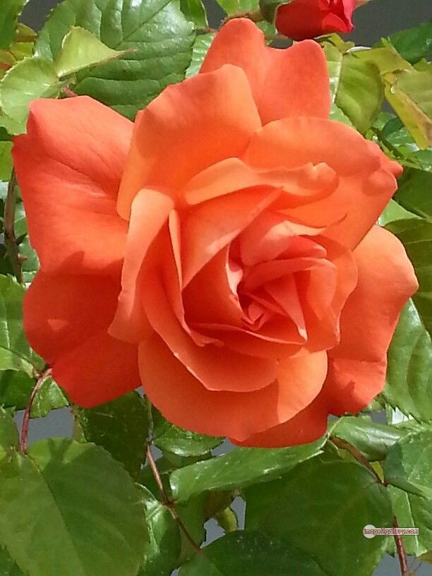 3300+ Beautiful Rose Flowers Image | Rose Flower HD Pic Download | 1887 saffron and rose -(73)
