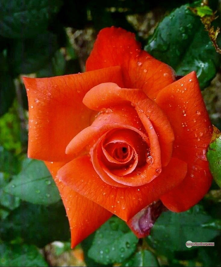 3300+ Beautiful Rose Flowers Image | Rose Flower HD Pic Download | 2051 saffron and rose -(74)