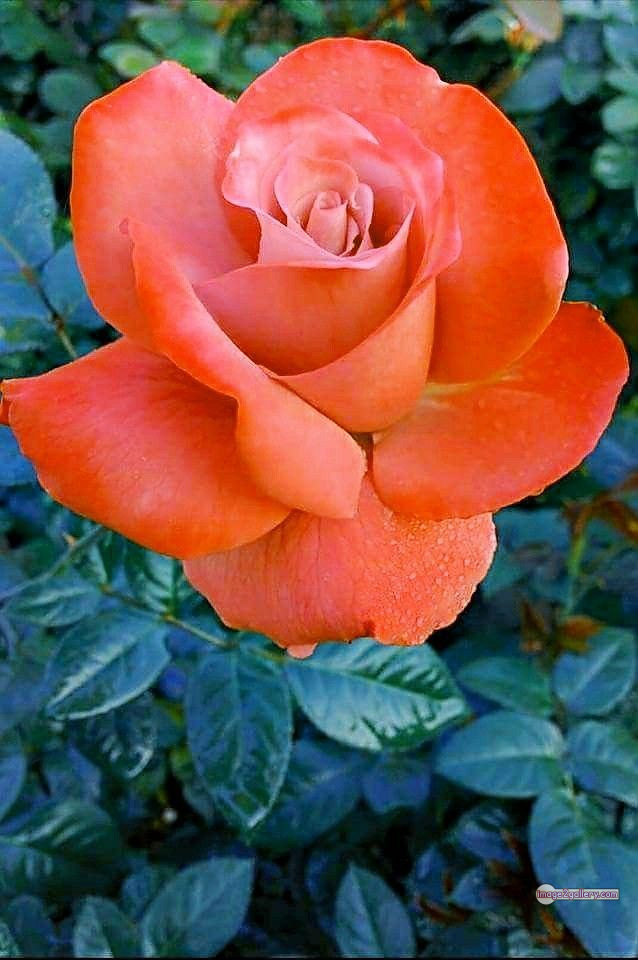 3300+ Beautiful Rose Flowers Image | Rose Flower HD Pic Download | 1540 saffron and rose -(75)