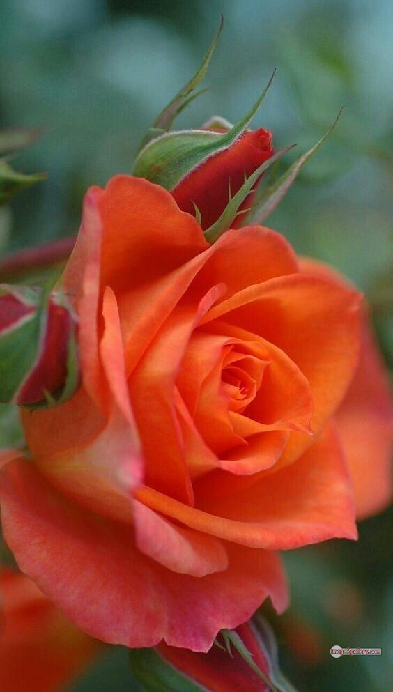 3300+ Beautiful Rose Flowers Image | Rose Flower HD Pic Download | 2099 saffron and rose -(76)