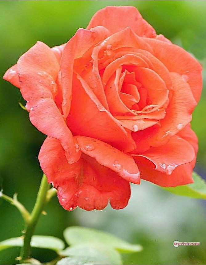 3300+ Beautiful Rose Flowers Image | Rose Flower HD Pic Download | 553 saffron and rose -(77)