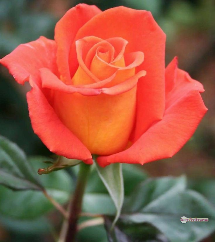 3300+ Beautiful Rose Flowers Image | Rose Flower HD Pic Download | 2500 saffron and rose -(78)