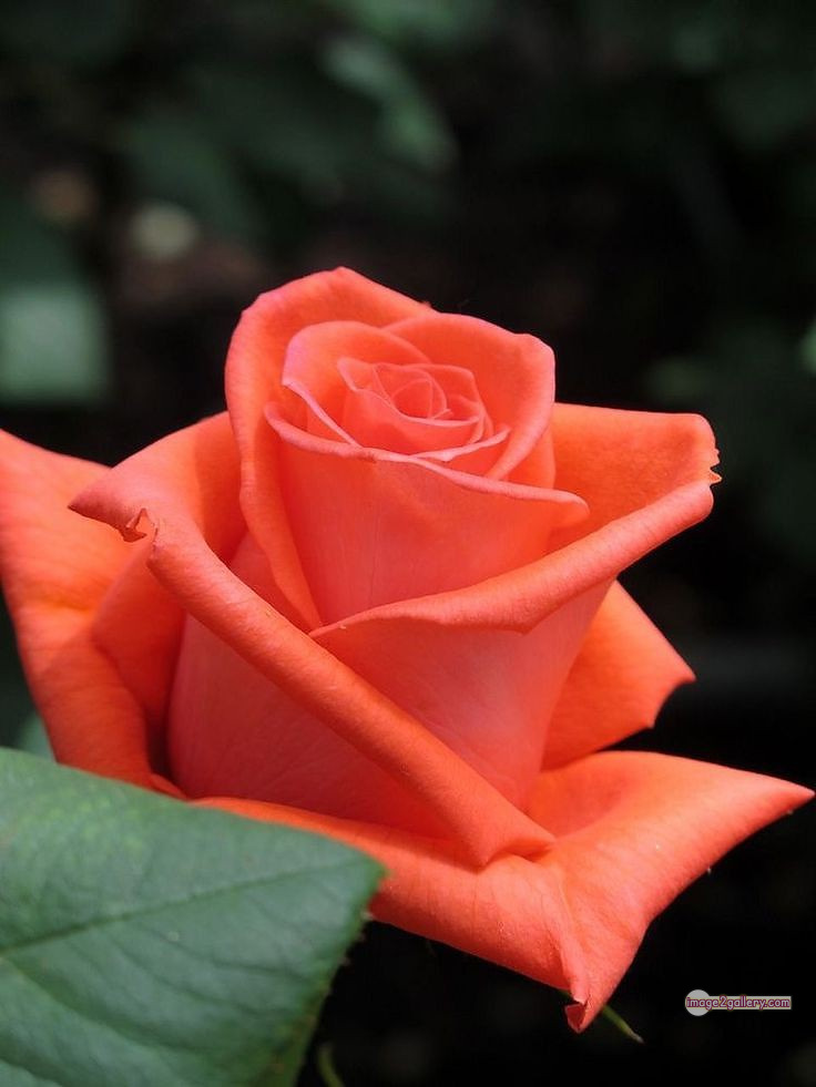 3300+ Beautiful Rose Flowers Image | Rose Flower HD Pic Download | 2499 saffron and rose -(80)