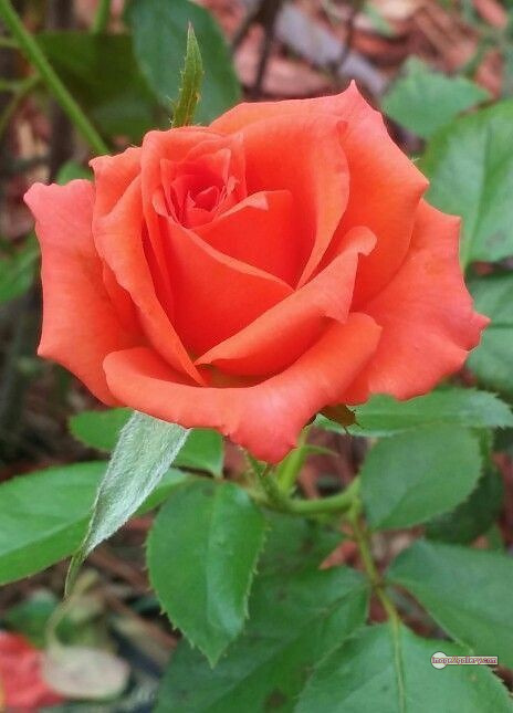 3300+ Beautiful Rose Flowers Image | Rose Flower HD Pic Download | 2052 saffron and rose -(81)