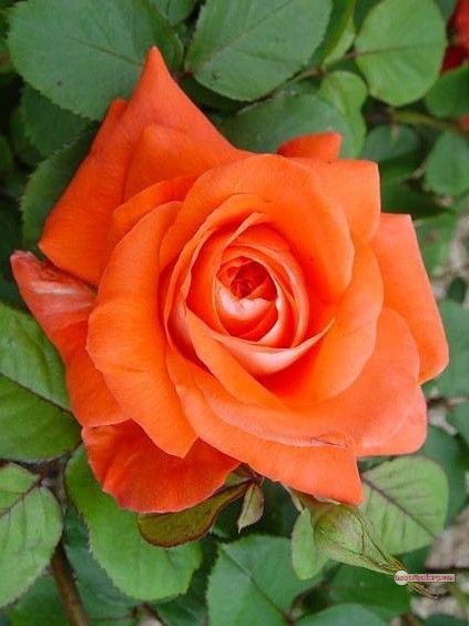 3300+ Beautiful Rose Flowers Image | Rose Flower HD Pic Download | 1680 saffron and rose -(83)