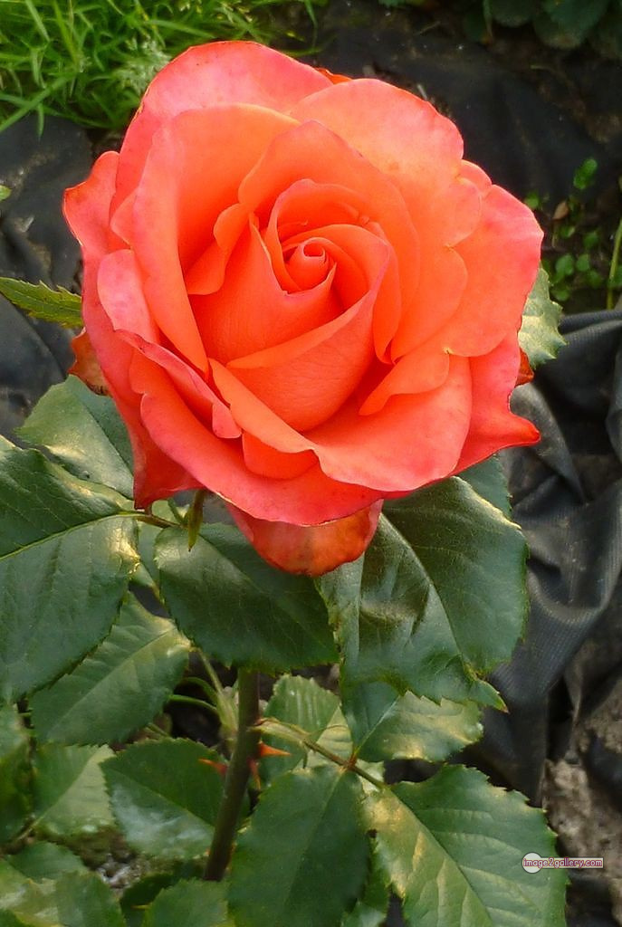 3300+ Beautiful Rose Flowers Image | Rose Flower HD Pic Download | 2611 saffron and rose -(85)