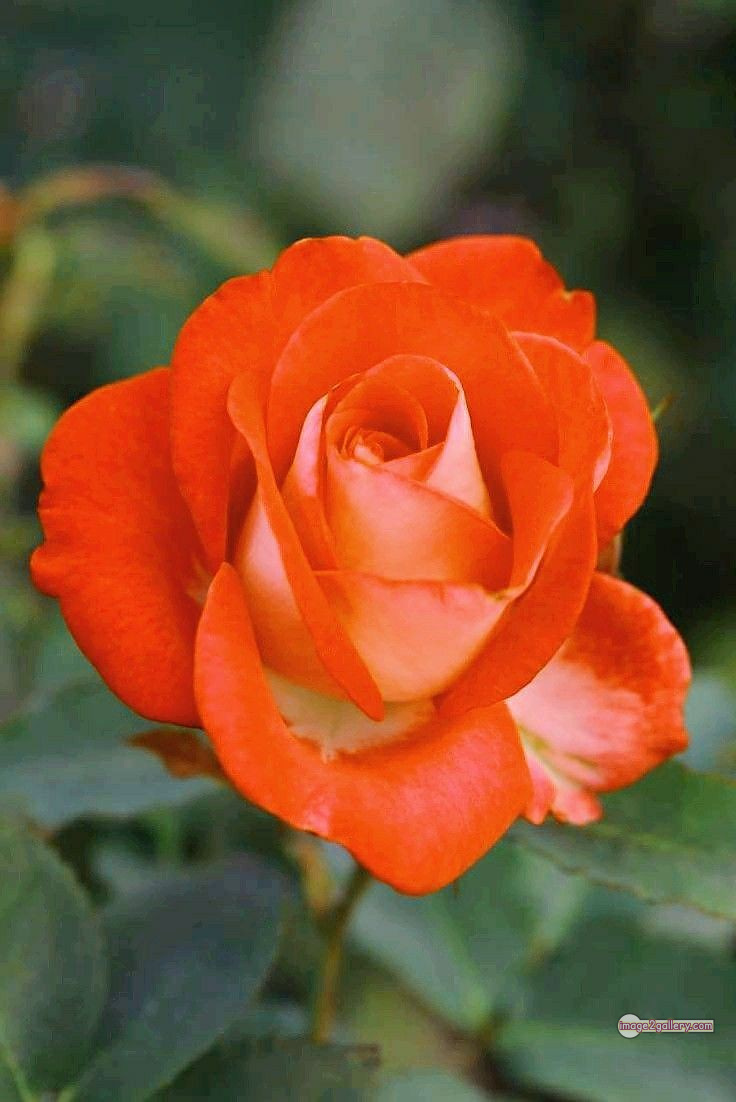 3300+ Beautiful Rose Flowers Image | Rose Flower HD Pic Download | 1805 saffron and rose -(86)