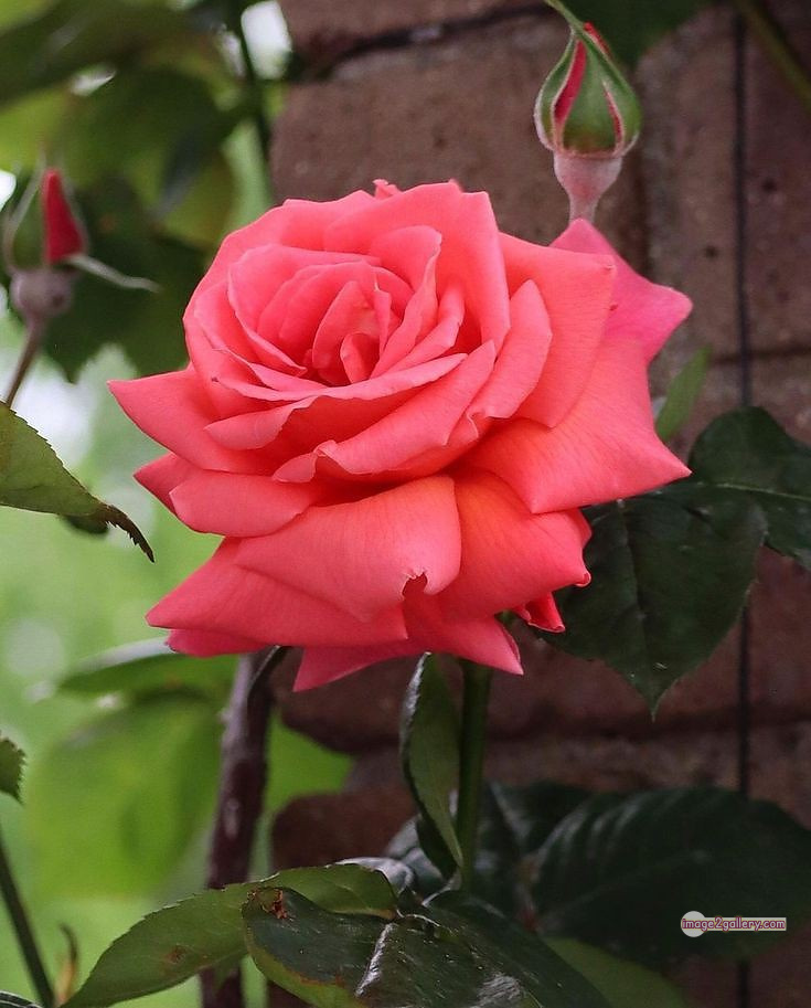 3300+ Beautiful Rose Flowers Image | Rose Flower HD Pic Download | 2576 saffron and rose -(87)