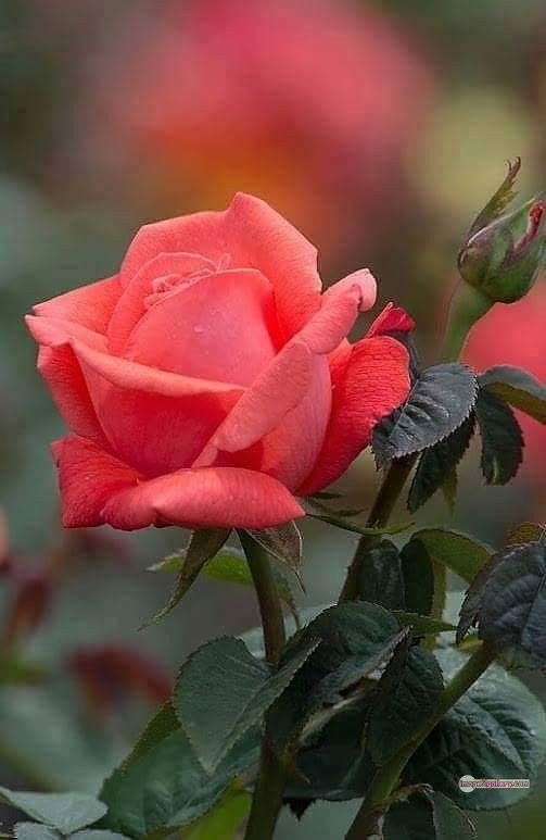 3300+ Beautiful Rose Flowers Image | Rose Flower HD Pic Download | 2575 saffron and rose -(88)