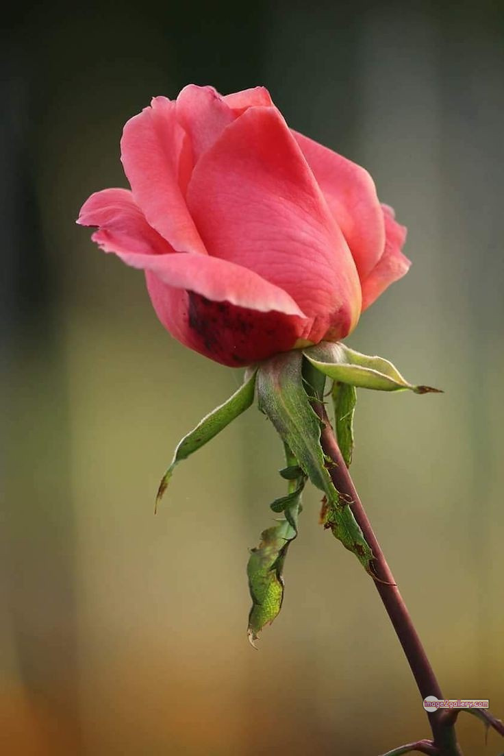 3300+ Beautiful Rose Flowers Image | Rose Flower HD Pic Download | 2577 saffron and rose -(89)
