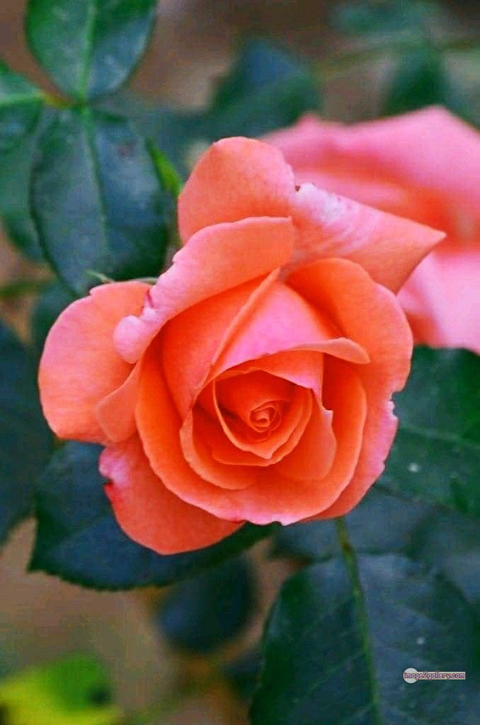 3300+ Beautiful Rose Flowers Image | Rose Flower HD Pic Download | 1985 saffron and rose -(9)
