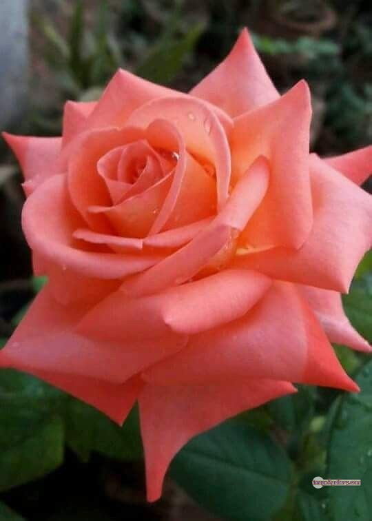3300+ Beautiful Rose Flowers Image | Rose Flower HD Pic Download | 2540 saffron and rose -(90)