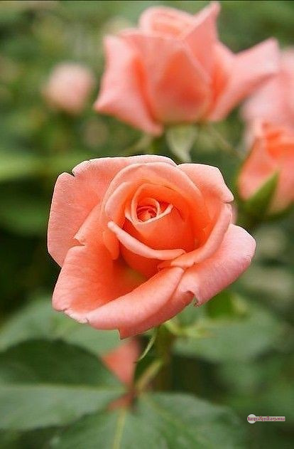3300+ Beautiful Rose Flowers Image | Rose Flower HD Pic Download | 546 saffron and rose -(91)