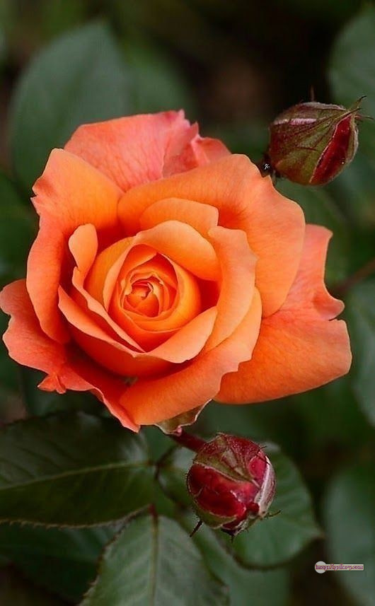 3300+ Beautiful Rose Flowers Image | Rose Flower HD Pic Download | 2610 saffron and rose -(92)