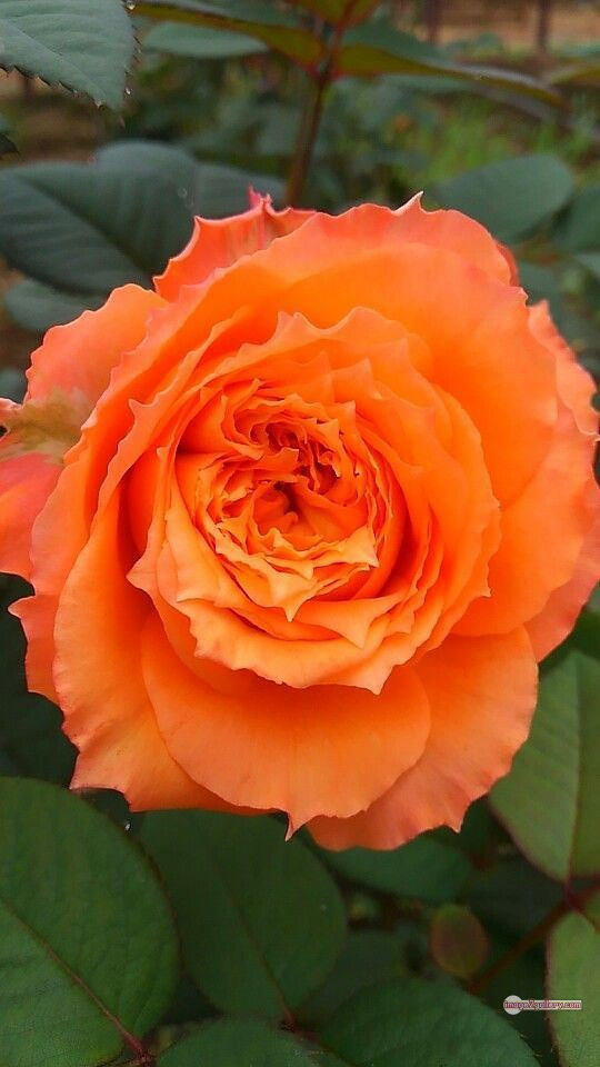 3300+ Beautiful Rose Flowers Image | Rose Flower HD Pic Download | 1806 saffron and rose -(93)