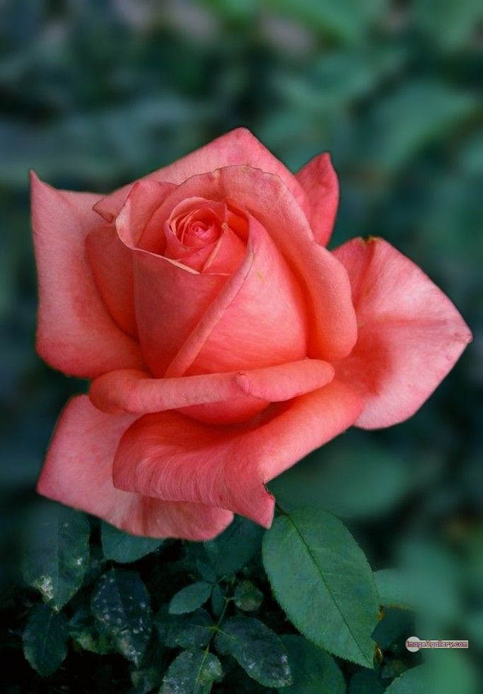 3300+ Beautiful Rose Flowers Image | Rose Flower HD Pic Download | 2580 saffron and rose -(94)