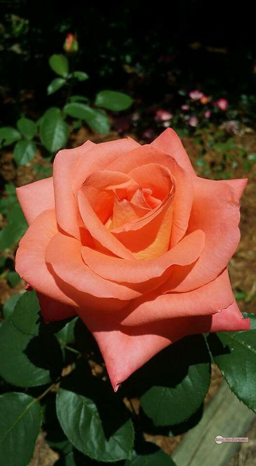 3300+ Beautiful Rose Flowers Image | Rose Flower HD Pic Download | 1804 saffron and rose -(96)