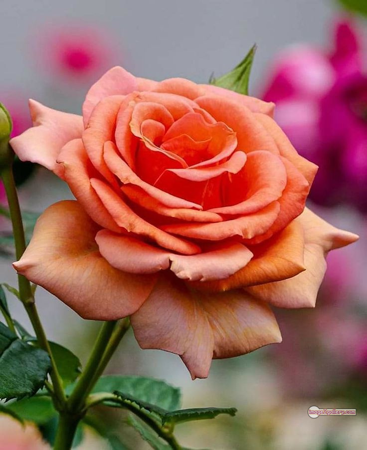 3300+ Beautiful Rose Flowers Image | Rose Flower HD Pic Download | 1775 saffron and rose -(97)