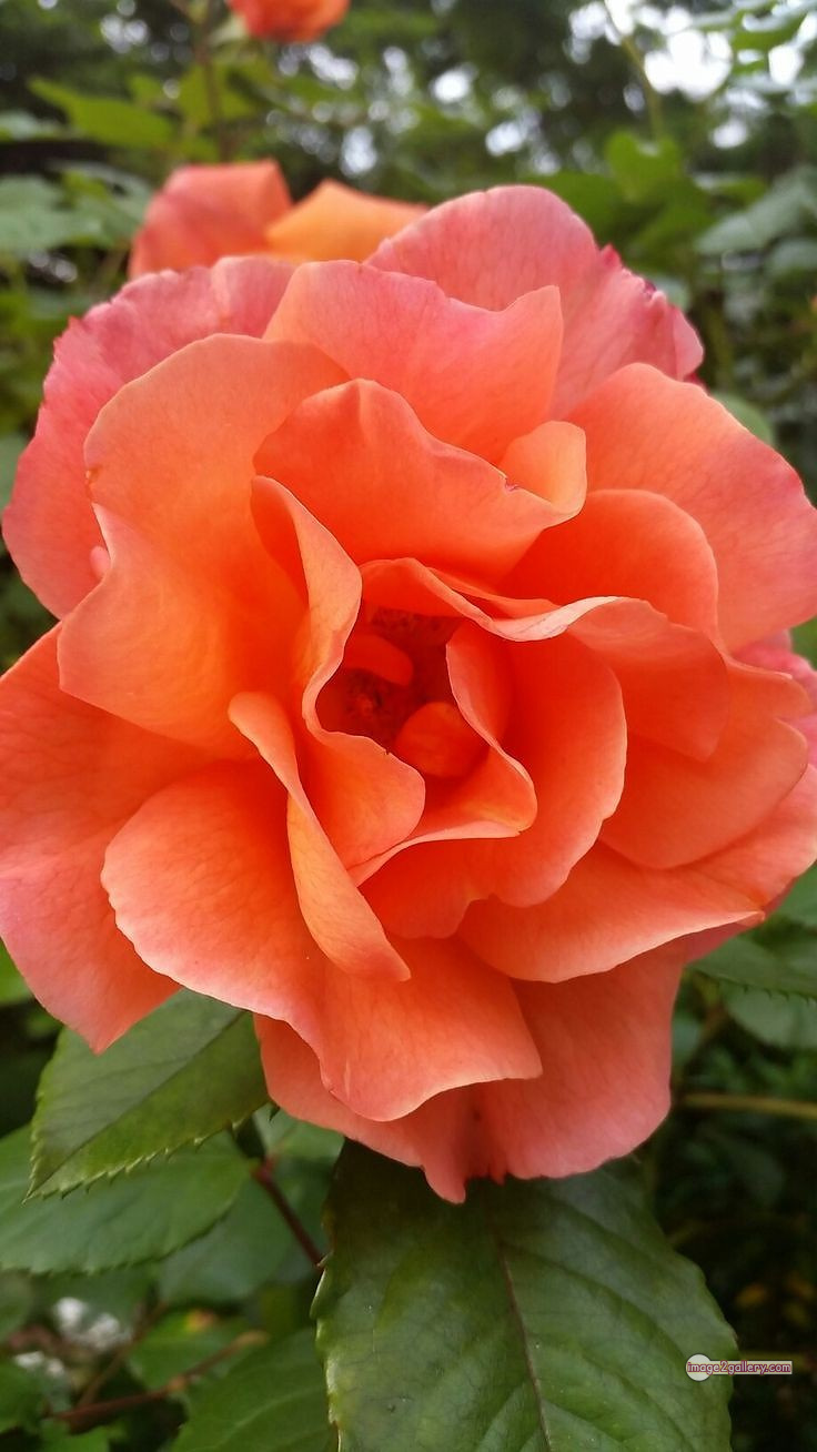 3300+ Beautiful Rose Flowers Image | Rose Flower HD Pic Download | 2538 saffron and rose -(98)