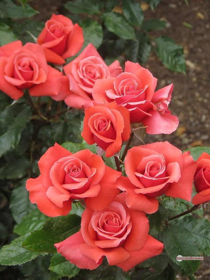 3300+ Beautiful Rose Flowers Image | Rose Flower HD Pic Download | 654 saffron and rose -(99)