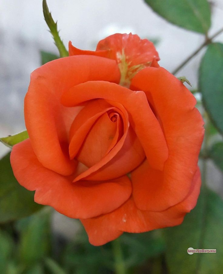 3300+ Beautiful Rose Flowers Image | Rose Flower HD Pic Download | 2683 saffron rose -(11)