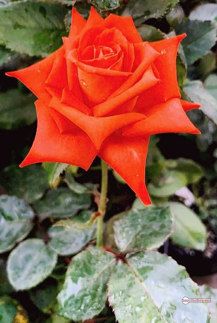 3300+ Beautiful Rose Flowers Image | Rose Flower HD Pic Download | 1309 saffron rose -(12)