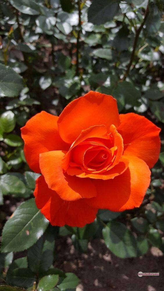 3300+ Beautiful Rose Flowers Image | Rose Flower HD Pic Download | 2720 saffron rose -(16)