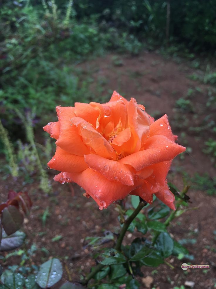 3300+ Beautiful Rose Flowers Image | Rose Flower HD Pic Download | 1081 saffron rose -(2)