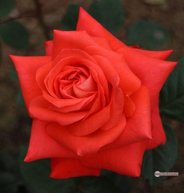 3300+ Beautiful Rose Flowers Image | Rose Flower HD Pic Download | 2685 saffron rose -(20)