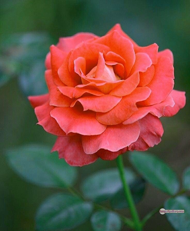 3300+ Beautiful Rose Flowers Image | Rose Flower HD Pic Download | 144 saffron rose -(21)