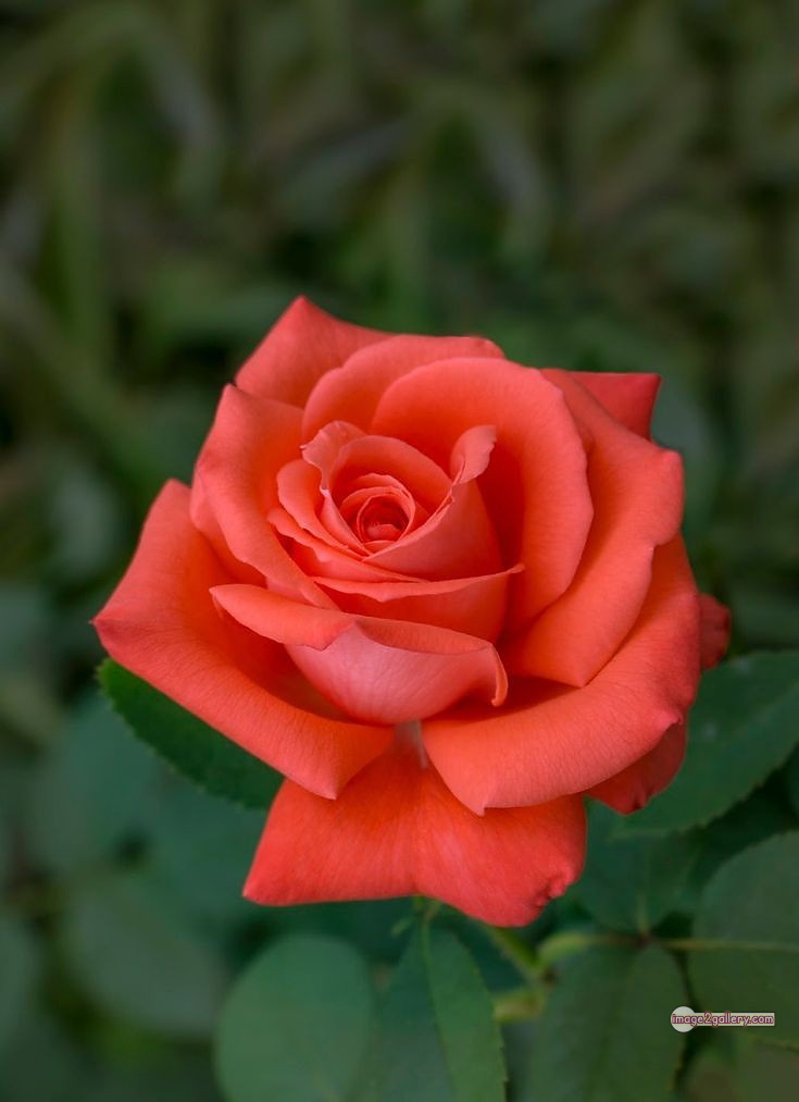 3300+ Beautiful Rose Flowers Image | Rose Flower HD Pic Download | 2721 saffron rose -(22)