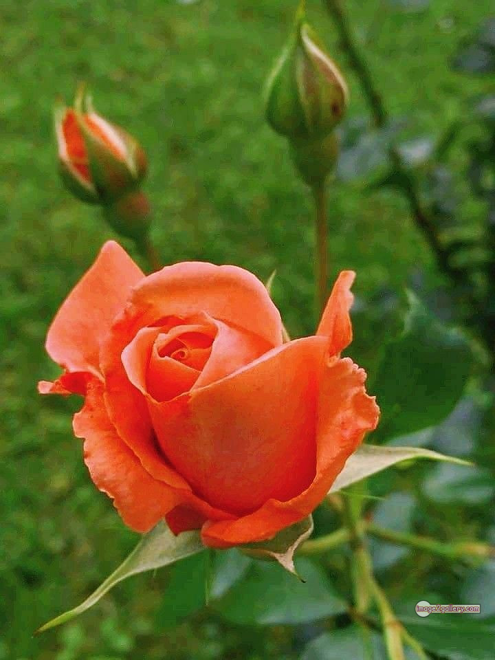 3300+ Beautiful Rose Flowers Image | Rose Flower HD Pic Download | 838 saffron rose -(24)
