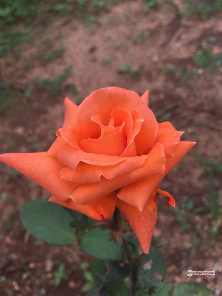 3300+ Beautiful Rose Flowers Image | Rose Flower HD Pic Download | 1813 saffron rose -(25)