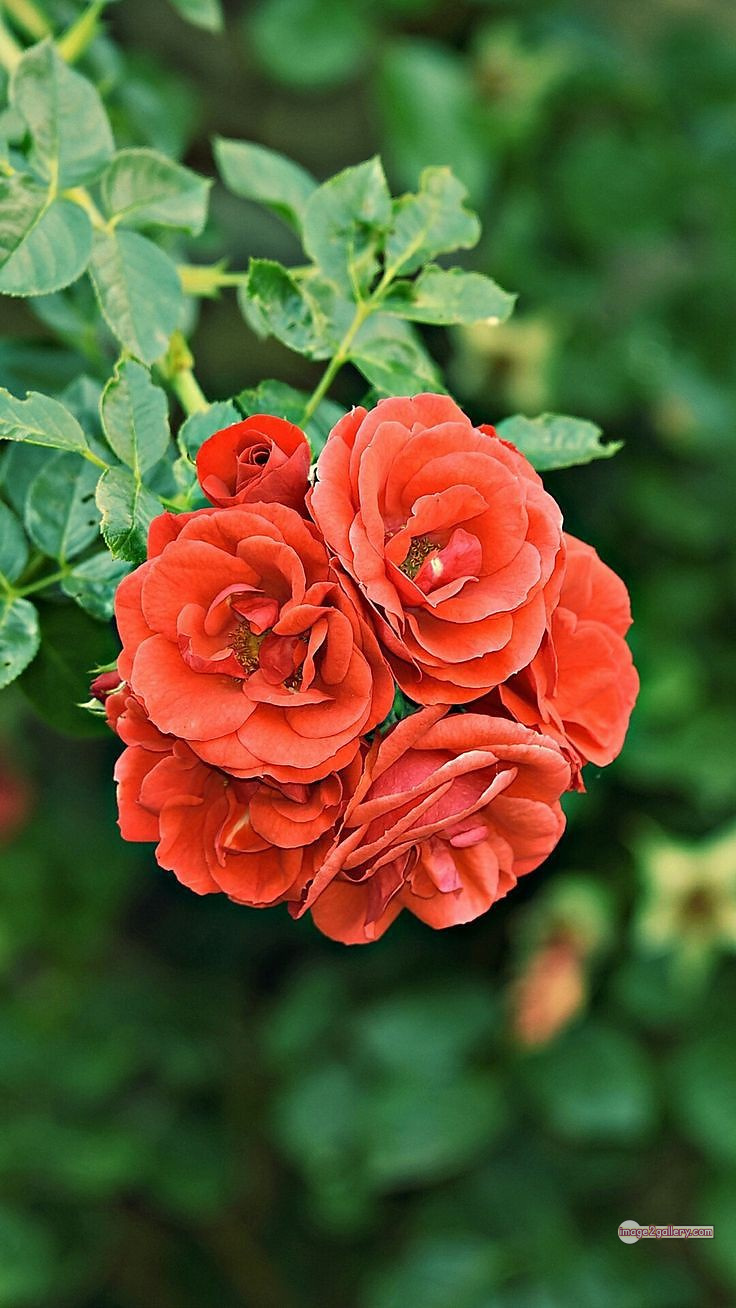 3300+ Beautiful Rose Flowers Image | Rose Flower HD Pic Download | 1062 saffron rose -(27)