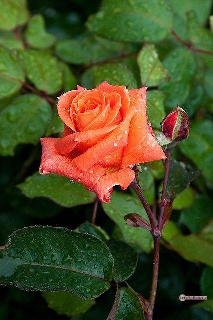 3300+ Beautiful Rose Flowers Image | Rose Flower HD Pic Download | 1027 saffron rose -(28)