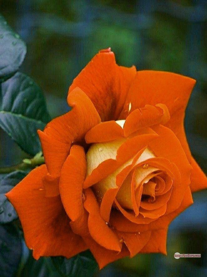 3300+ Beautiful Rose Flowers Image | Rose Flower HD Pic Download | 1811 saffron rose -(29)