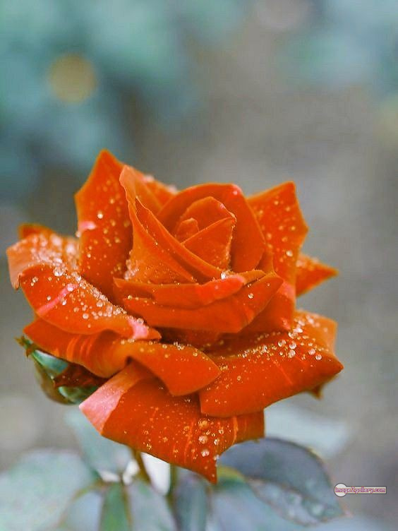 3300+ Beautiful Rose Flowers Image | Rose Flower HD Pic Download | 640 saffron rose -(30)