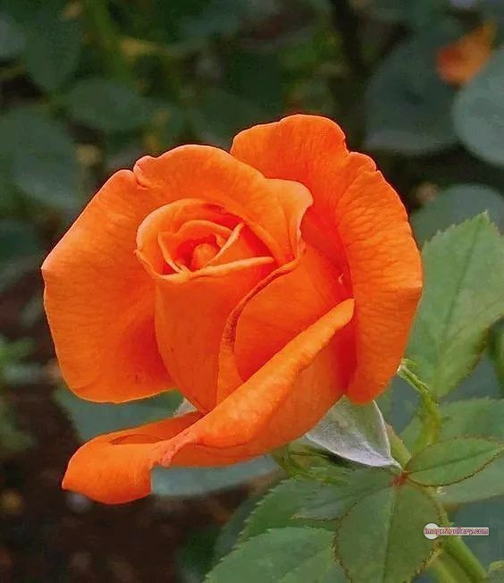 3300+ Beautiful Rose Flowers Image | Rose Flower HD Pic Download | 1356 saffron rose -(32)