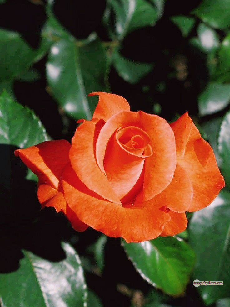 3300+ Beautiful Rose Flowers Image | Rose Flower HD Pic Download | 1357 saffron rose -(33)