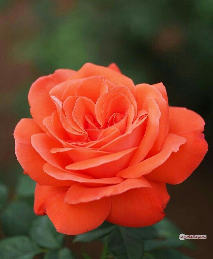 3300+ Beautiful Rose Flowers Image | Rose Flower HD Pic Download | 593 saffron rose -(35)
